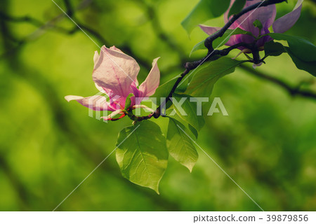 Magnolia spring flowers 39879856