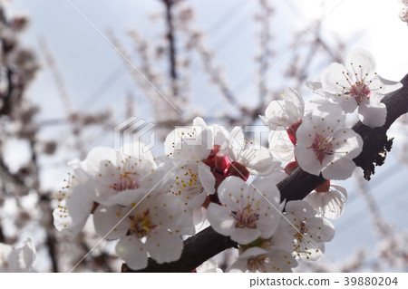 Apricot blossom. Fresh spring backgrund 39880204