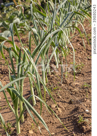 fresh garlic in the garden. fresh garlic in the garden. 39880243