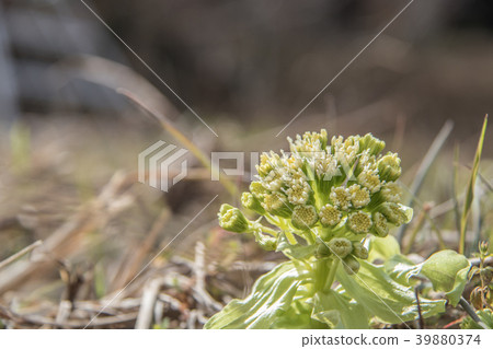 宣告春天到來的野菜蜂斗菜 宣告春天到來的野菜蜂斗菜 39880374