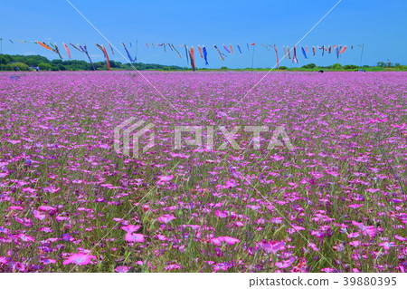 Barley Nadeshiko Field of the Arakawa River Bed (Konosu) 39880395