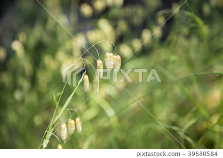 Omelet Omelet 39880584