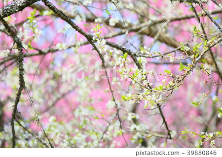 Peach blossoms in full bloom Peach blossoms in full bloom 39880846