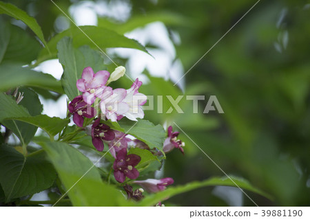 Deutzia gracilis 39881190