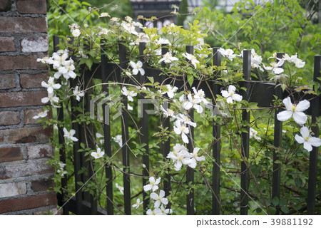 威靈仙 威靈仙 39881192