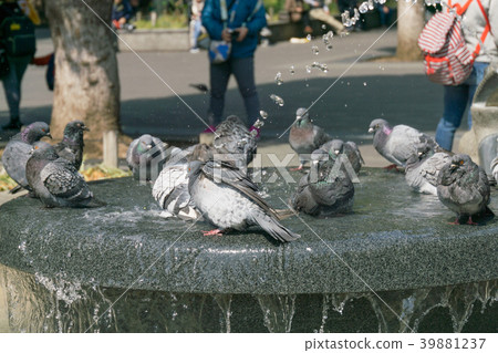 鳩沐浴噴泉在公園 39881237