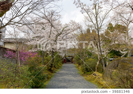 Josho-ji and cherry blossoms 39881346