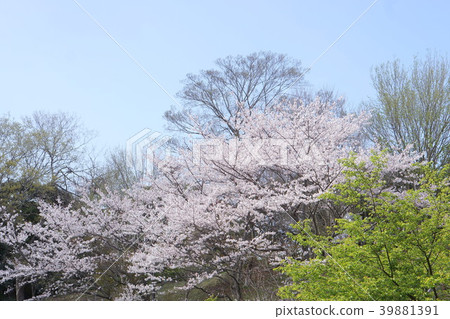 Cherry blossoms, fresh green and blue sky Cherry blossoms, fresh green and blue sky 39881391