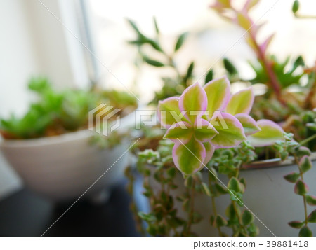 Succulent plants Succulent plants 39881418