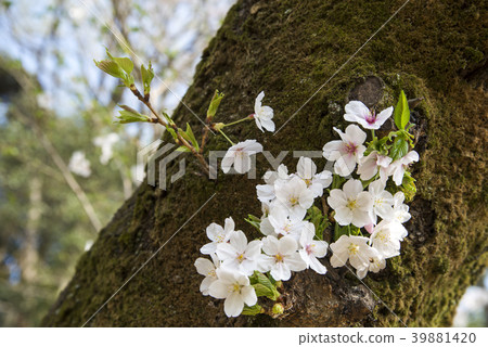 Cherry tree trunk 39881420