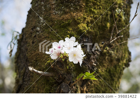 Cherry tree trunk 39881422