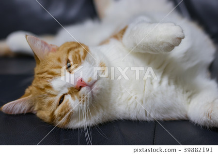 Tea white cat captivating on the sofa 39882191