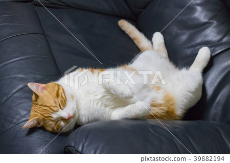 Tea white cat captivating on the sofa 39882194