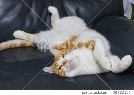 Tea white cat captivating on the sofa 39882195