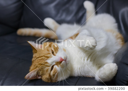 迷住在沙發的茶白色貓 39882200