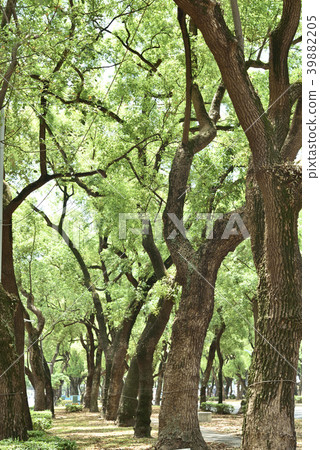 Street trees Street trees 39882205