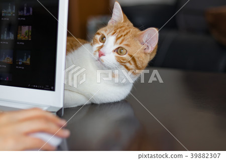A tea white cat that can be jammed over a personal computer 39882307
