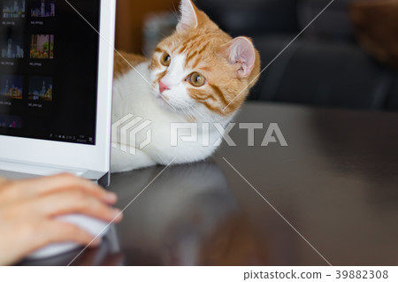 A tea white cat that can be jammed over a personal computer 39882308