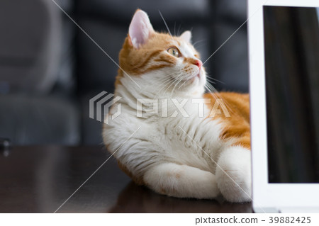 在PC上交配的茶白貓 在PC上交配的茶白貓 39882425