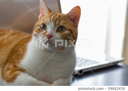 A tea white cat that is mated over a PC A tea white cat that is mated over a PC 39882430