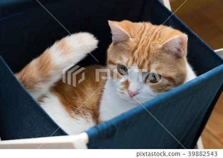 Tea white cat entering the fabric magazine rack 39882543