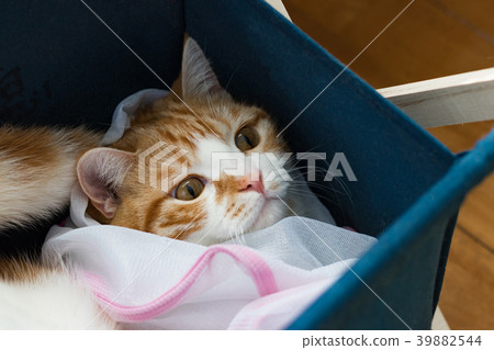 進入織品雜誌架的茶白色貓 39882544