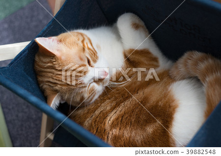 Tea white cat entering the fabric magazine rack 39882548