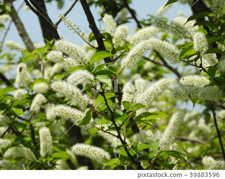 Uwamizakura in full bloom 39883596