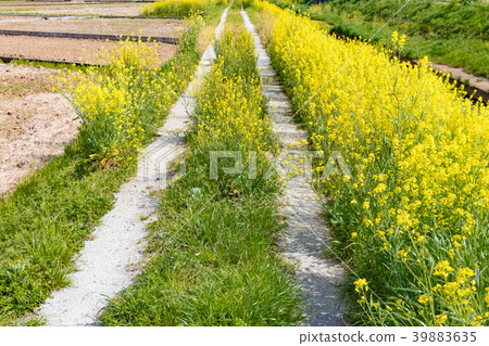 強姦開花沿農村溪開花 強姦開花沿農村溪開花 39883635