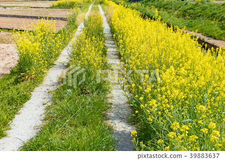 強姦開花沿農村溪開花 強姦開花沿農村溪開花 39883637