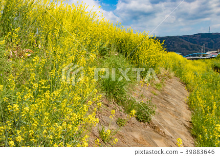 強姦開花沿農村溪開花 強姦開花沿農村溪開花 39883646
