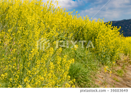 強姦開花沿農村溪開花 強姦開花沿農村溪開花 39883649