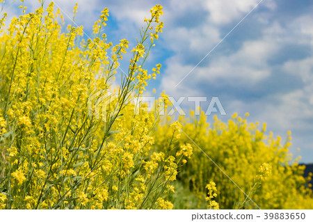 強姦開花沿農村溪開花 強姦開花沿農村溪開花 39883650