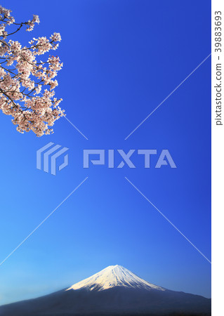 Blue sky back of Mt. Fuji and cherry blossoms Blue sky back of Mt. Fuji and cherry blossoms 39883693