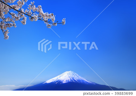 富士山和櫻花的藍天背面 39883699