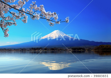 Cherry blossoms on upside-down Fuji reflected in Mt. Fuji and Lake Kawaguchi 39883831
