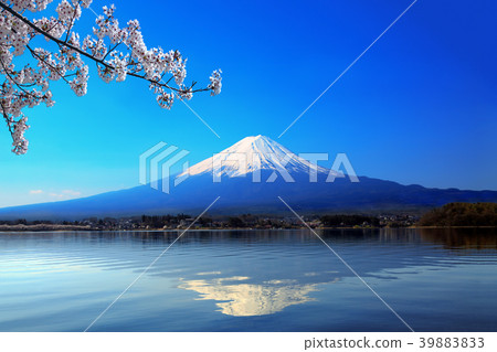 顛倒的富士的櫻花在富士山和川口湖反映 39883833