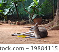 在Walaru Wallaby Reinfore Station的袋鼠 39884115