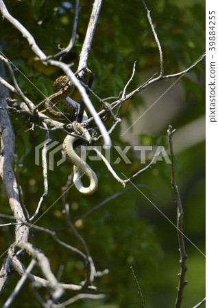 "Ao Daisho Show" that swallows birds on trees (Tachikawa Park / Tachikawa City, Tokyo) 39884255