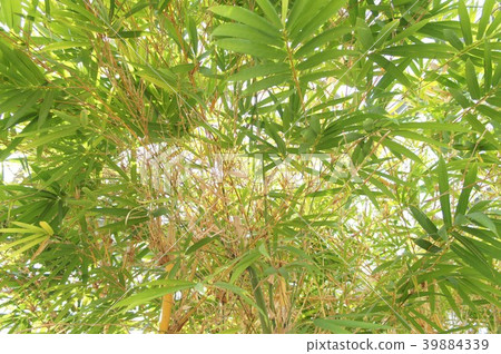 Bamboo leaf Bamboo leaf 39884339