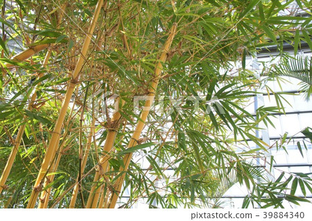 Bamboo grove Bamboo grove 39884340