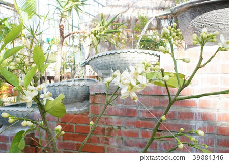 茉莉花 39884346