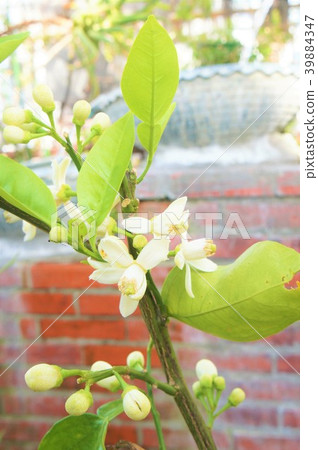 茉莉花 39884347