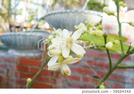 茉莉花 茉莉花 39884348