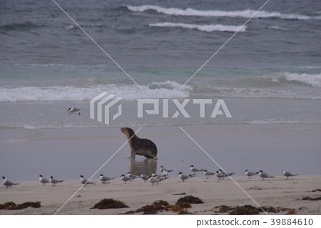 Seal Bay Seal Bay 39884610