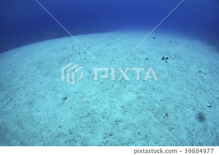 Half Moon Caye Half Moon Caye 39884977