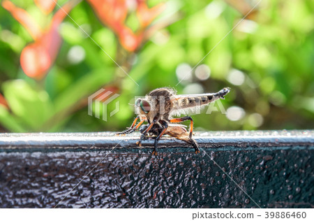 Close up of a robber fly as it eats the insect. 39886460