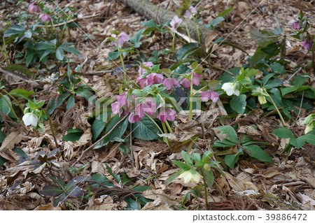 Spring flower Christmas rose Spring flower Christmas rose 39886472