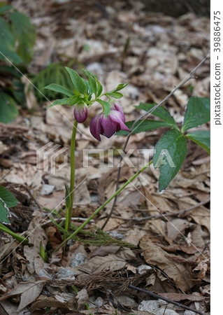 Spring flower Christmas rose 39886475