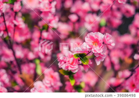 Pink Plastic Cherry Blossom Flower Pink Plastic Cherry Blossom Flower 39886498